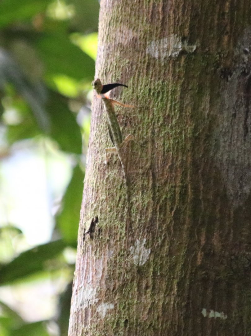 Black-bearded Flying Lizard?