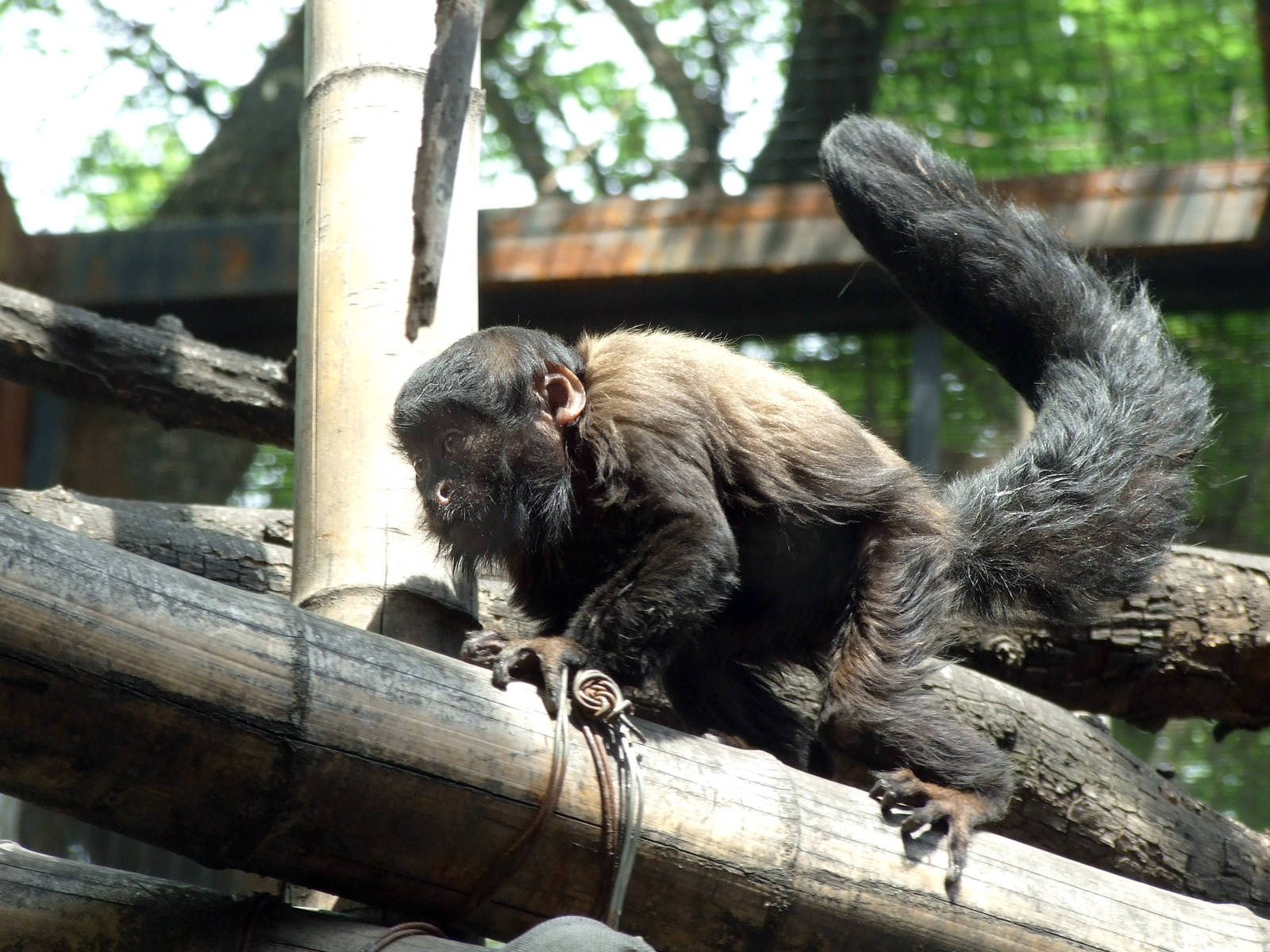 Black bearded saki (Chiropotes satanas) born in 2013