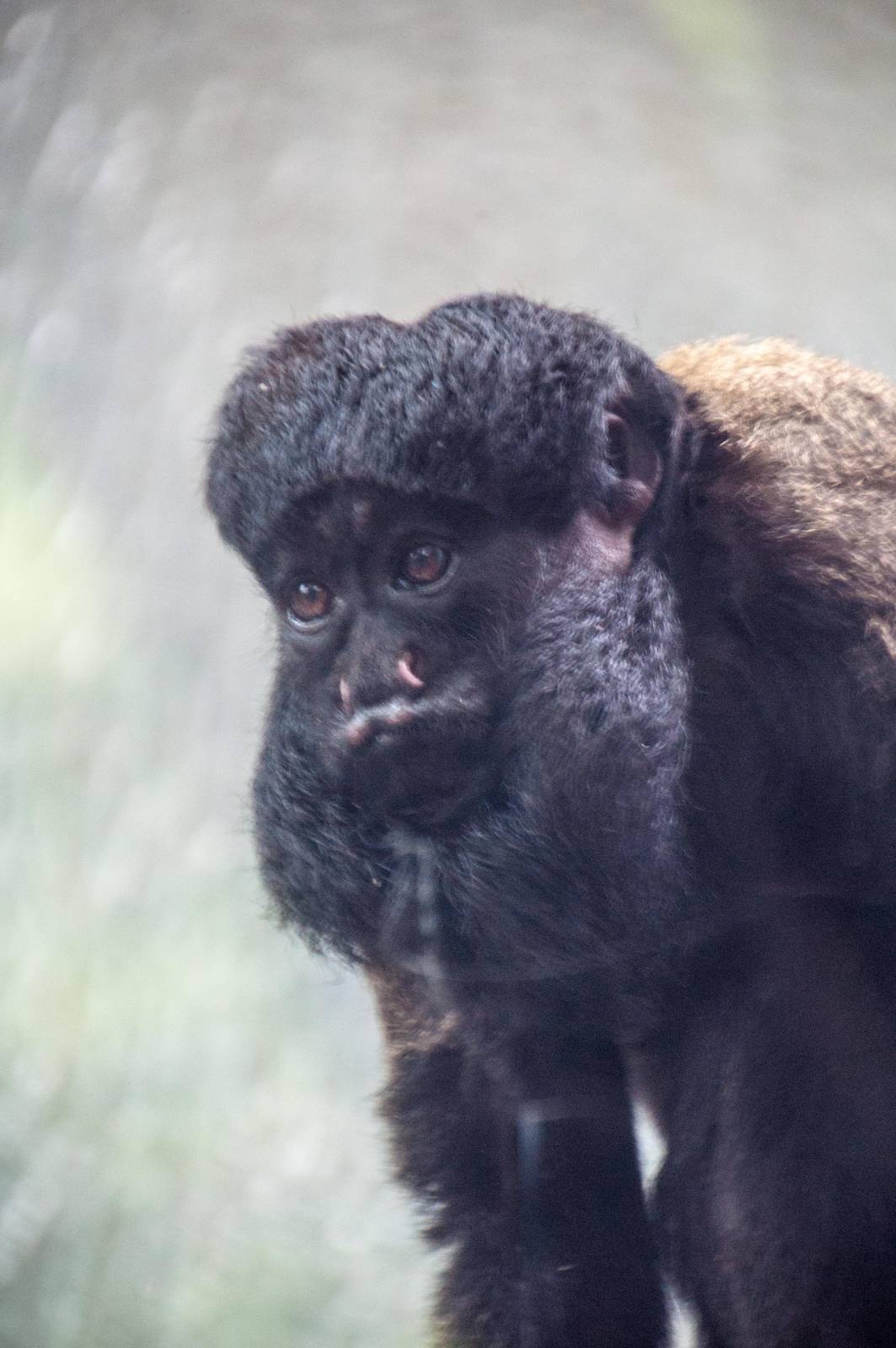 Black Bearded Saki - Chiropotes satanas