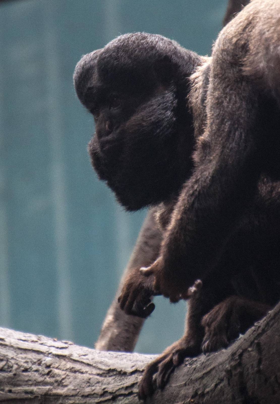 Black Bearded Saki - Chiropotes satanas