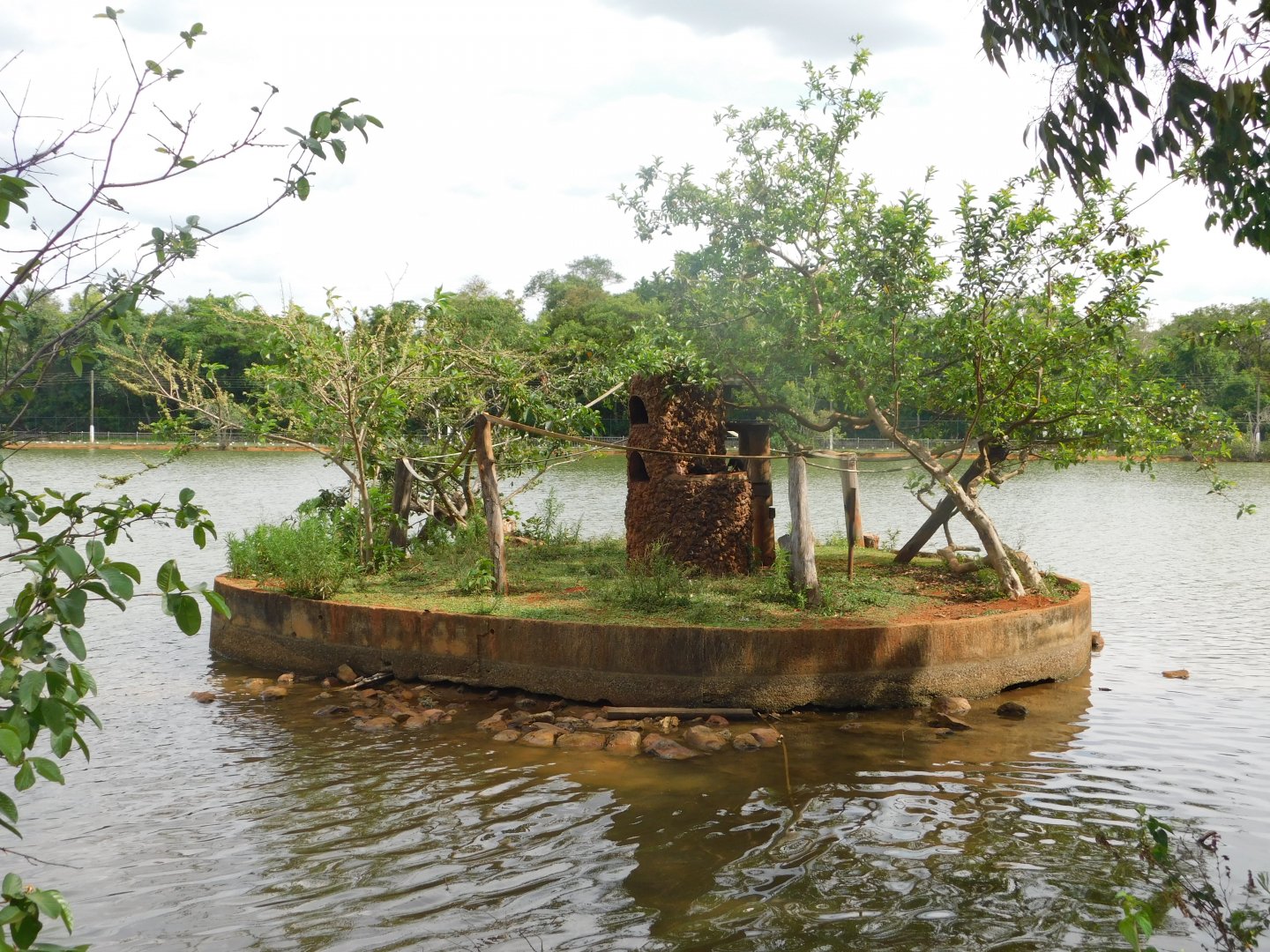 Black bearded saki exhibit - Brasilia zoo