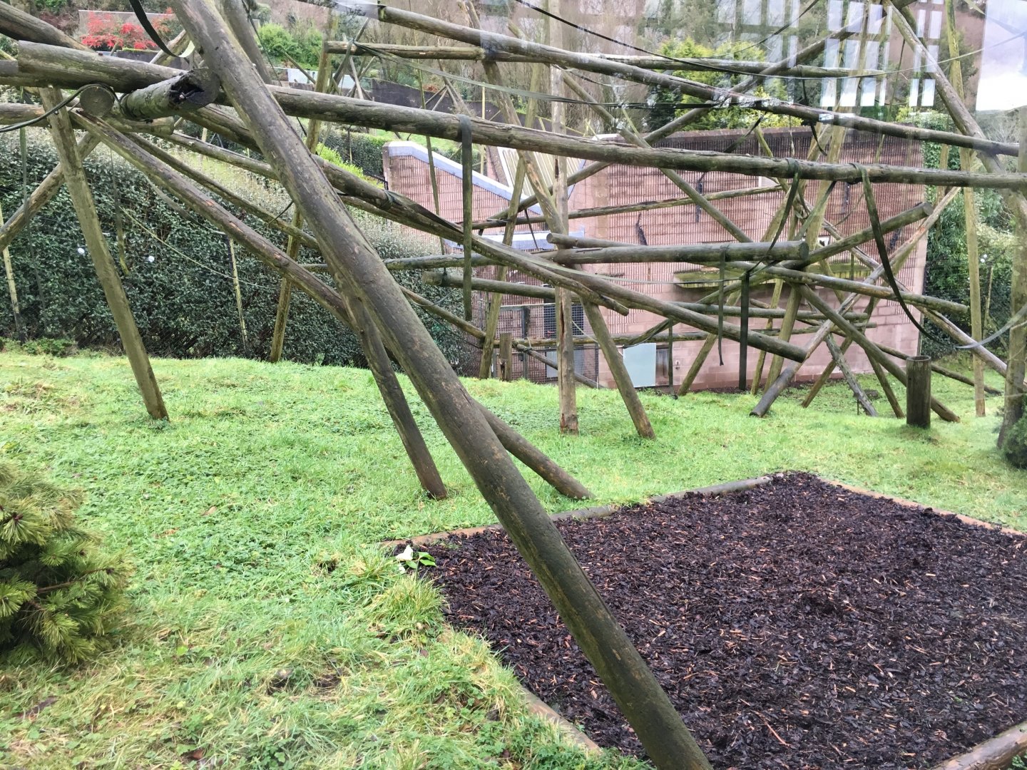 Black Bearded Saki Monkey Exhibit