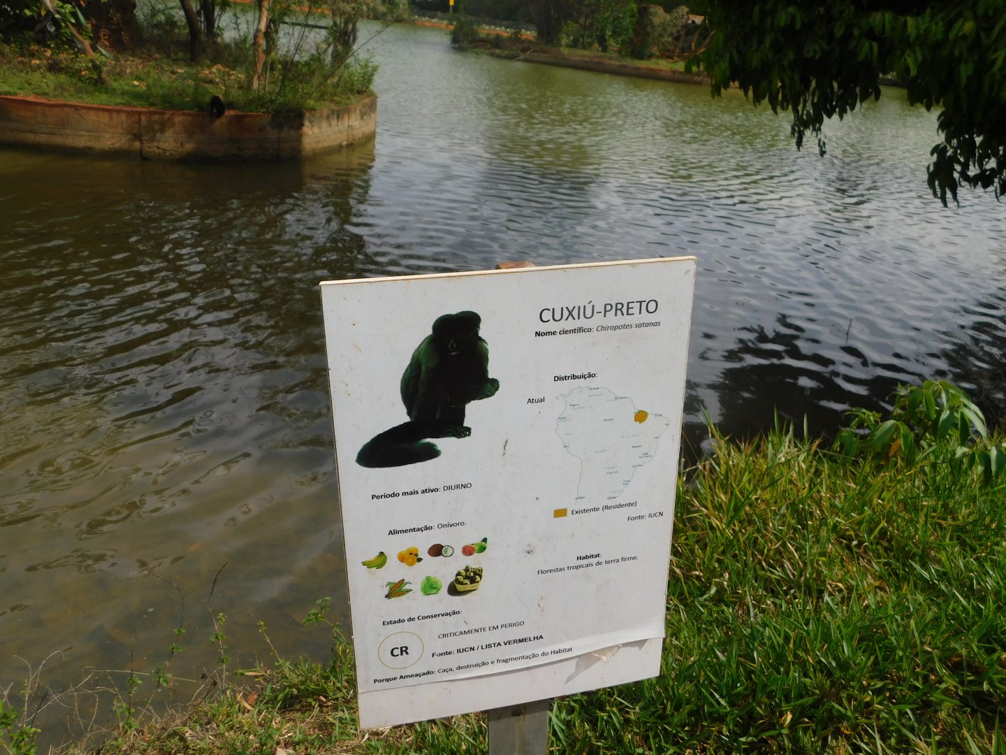 Black bearded saki sign - Brasilia zoo