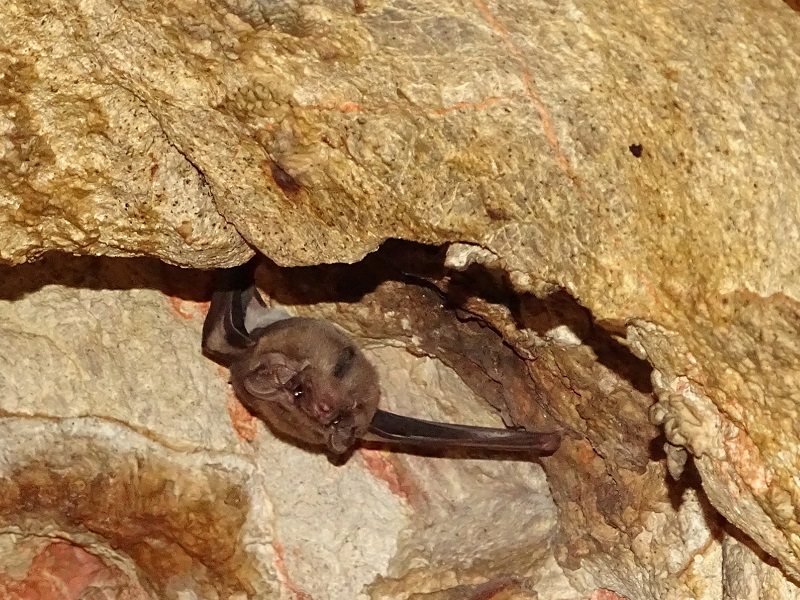 Black-bearded tomb bat (Taphozous melanopogon)