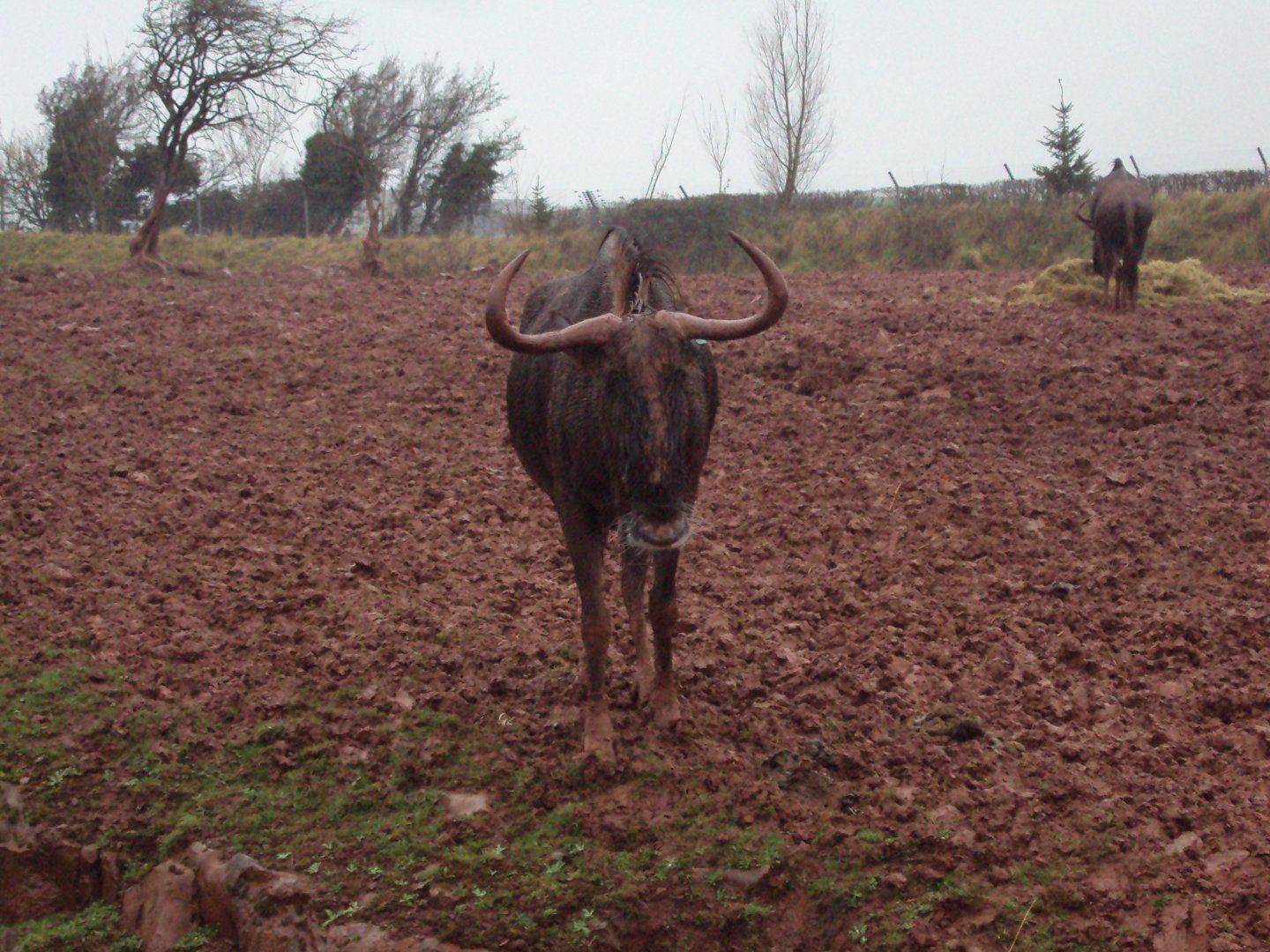 Black-bearded Wildebeest 26/01/2020