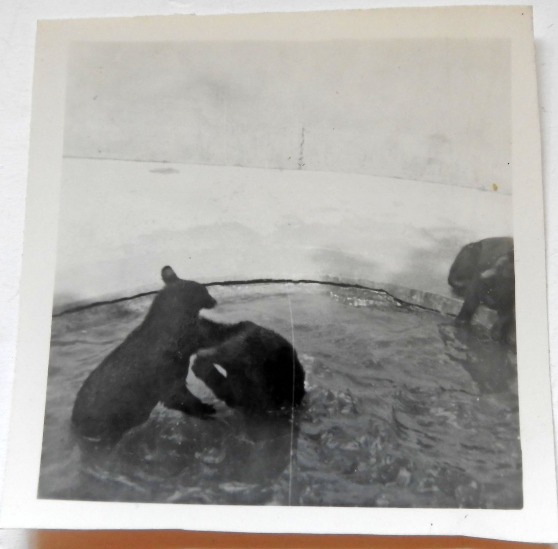 Black Bears 1949 in Bear Ravine
