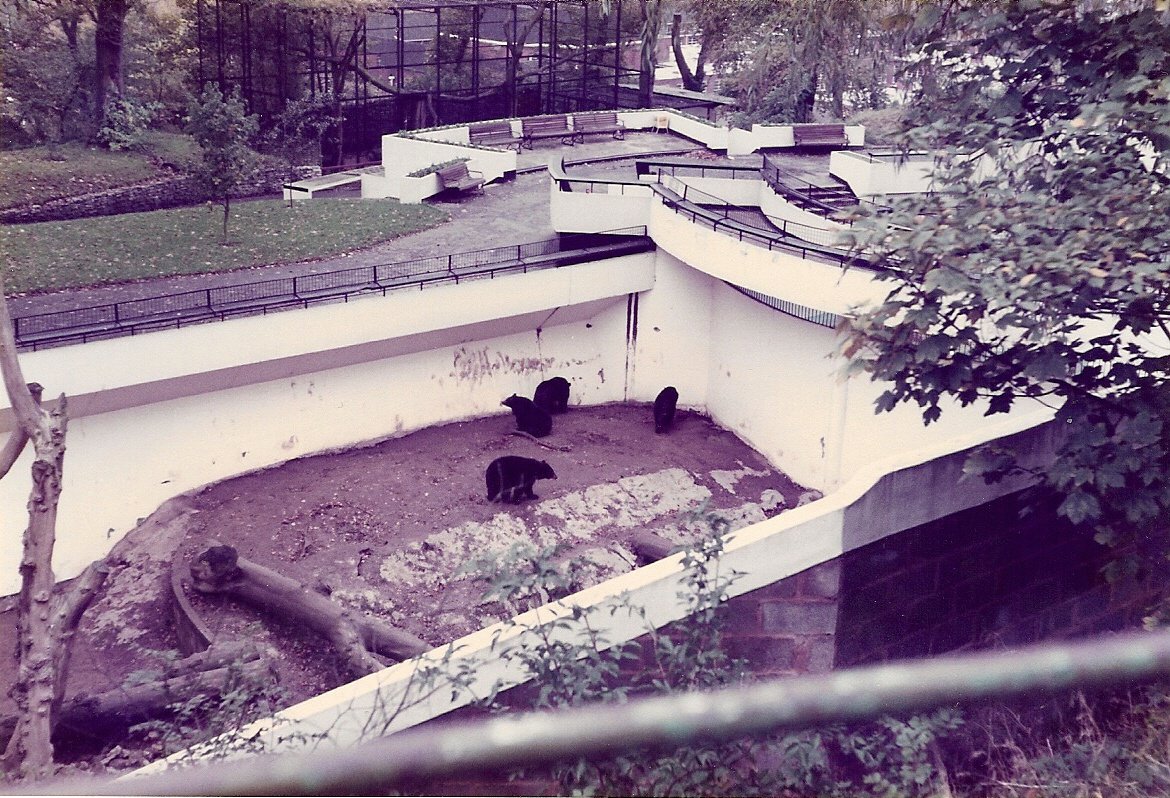 BLACK BEARS 1980'S