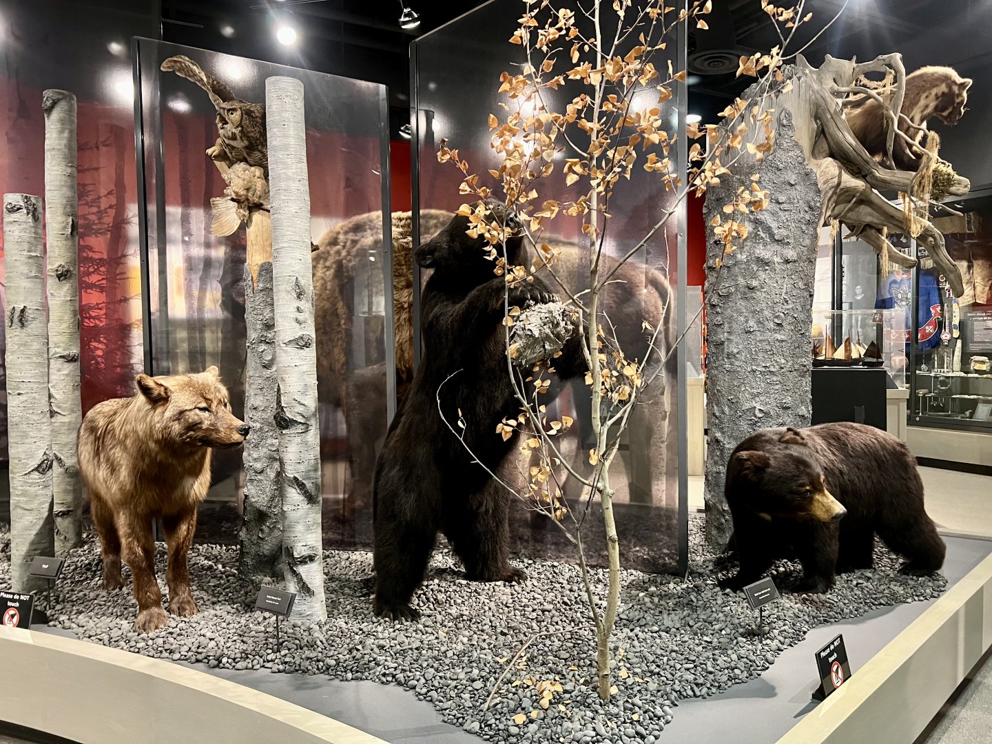 Black Bears and Wolf