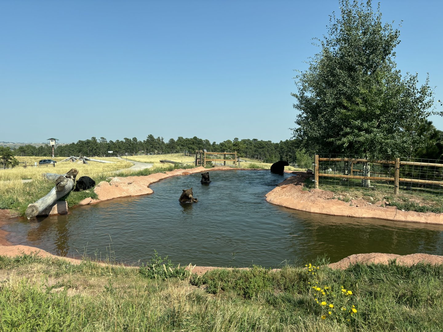 Black Bears Enjoying Pool