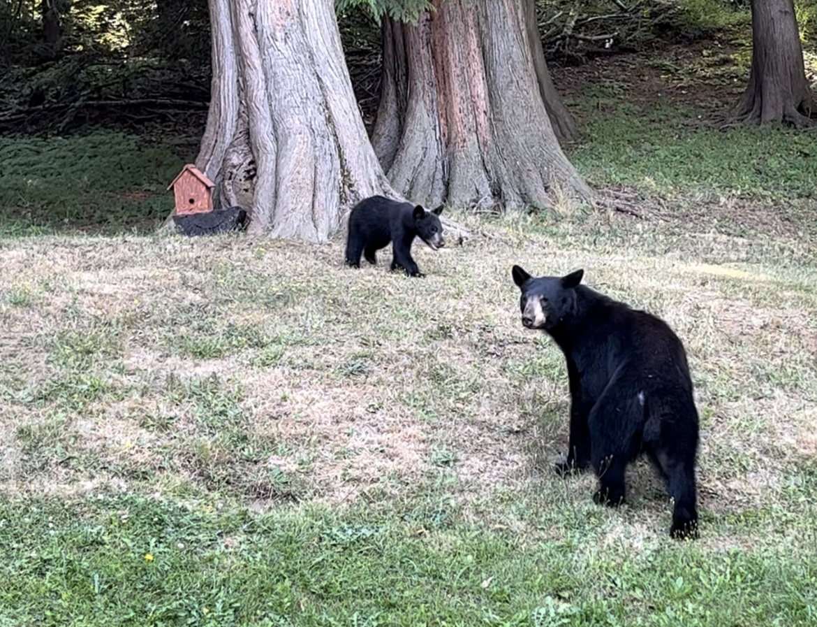 Black Bears in Backyard