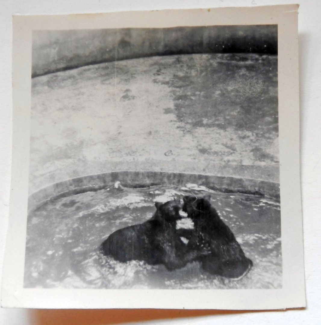 Black Bears in Bear Ravine 1949