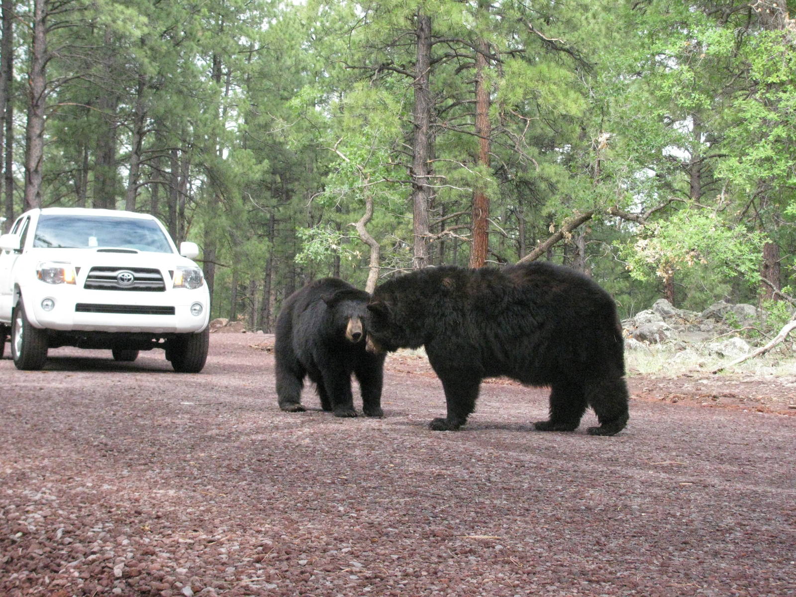 Black Bears in their 14 acre habitat