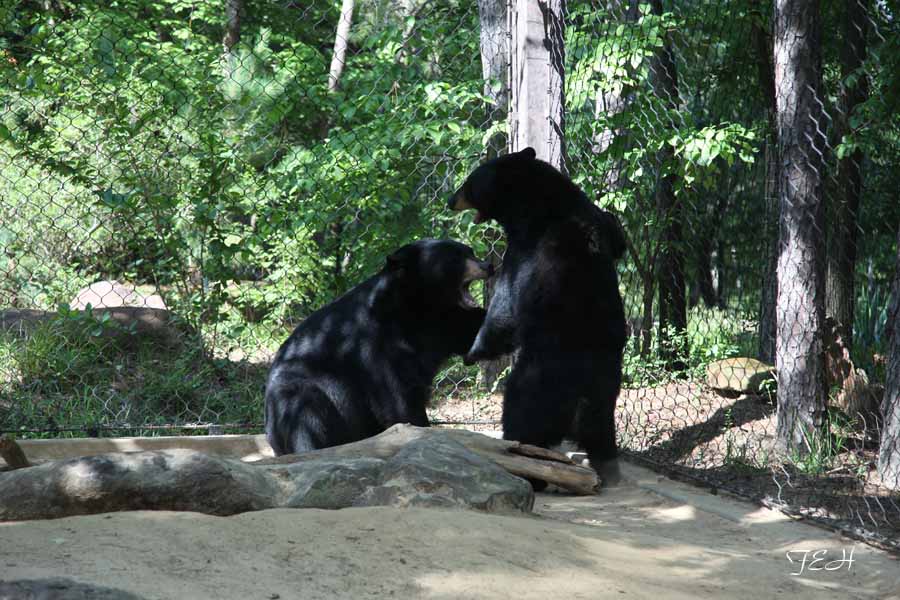 black bears sparring