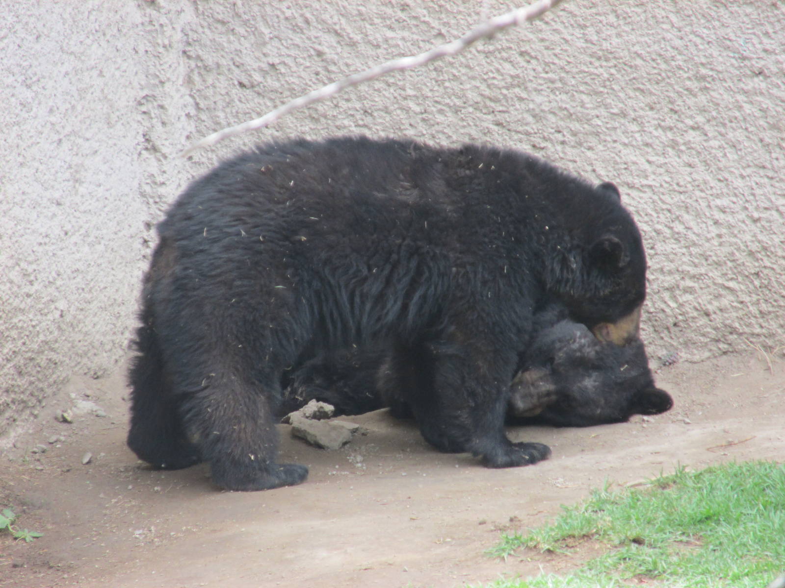 black bears zoologico del altiplano
