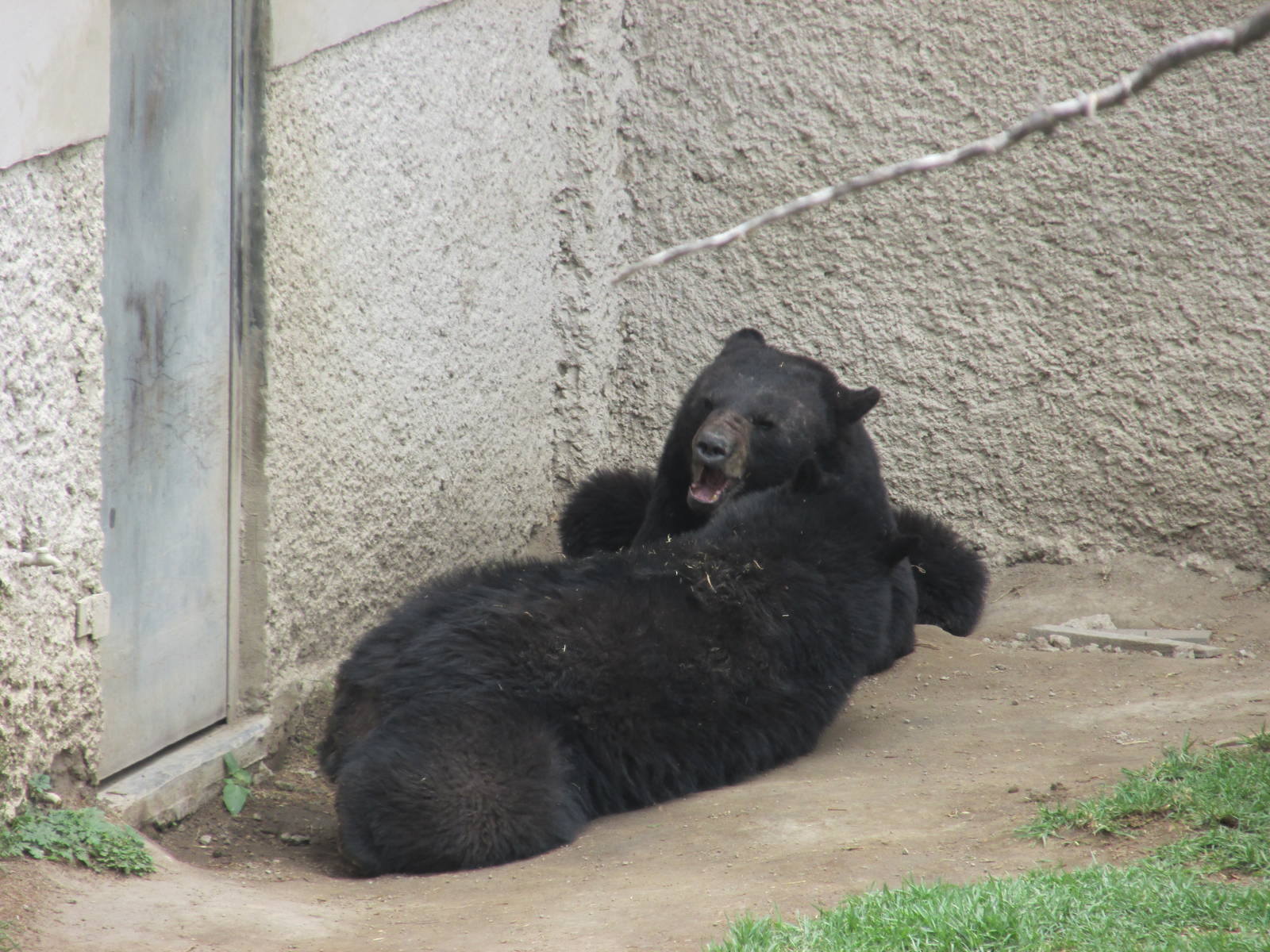 black bears zoologico del altiplano