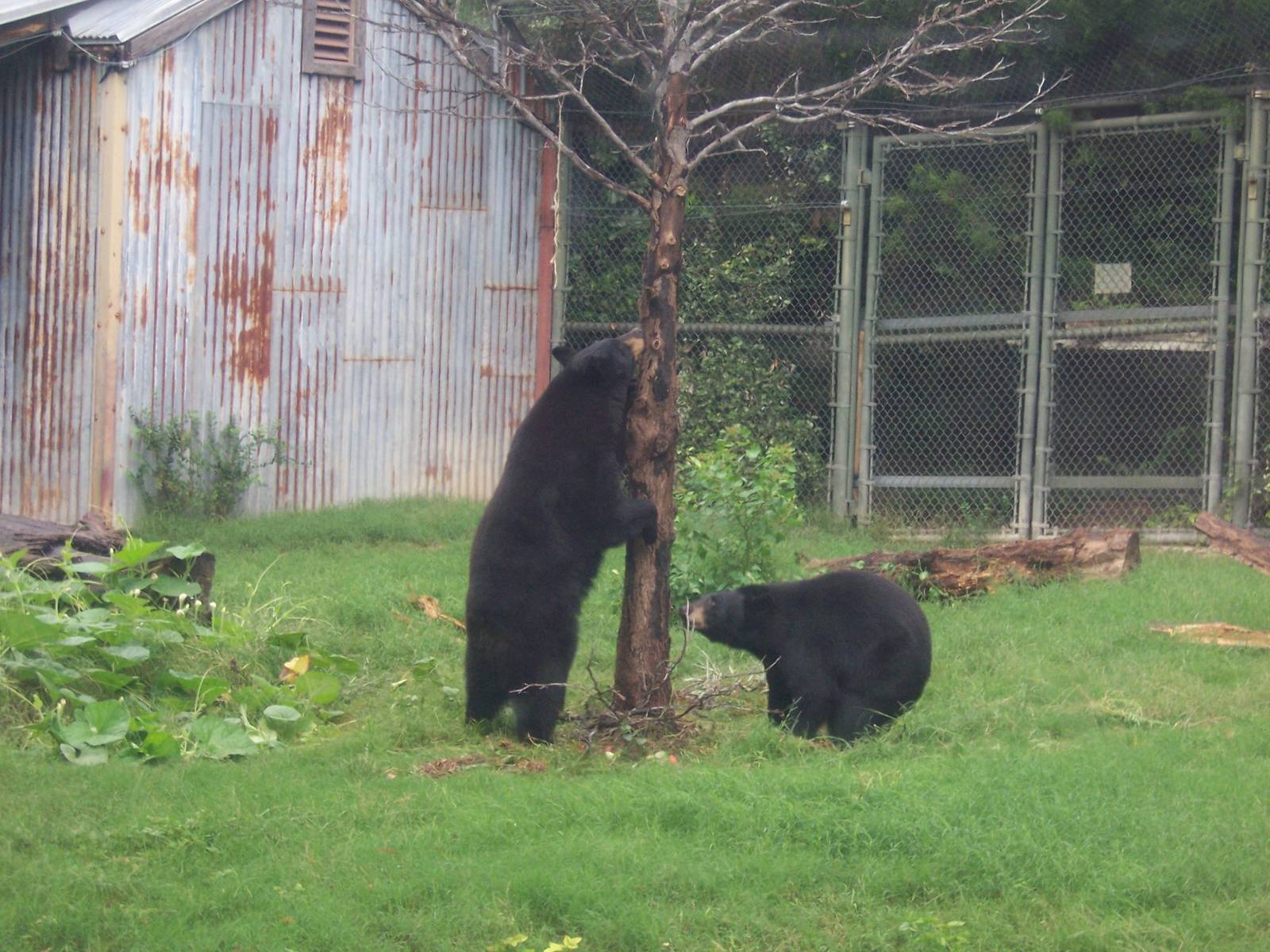 Black Bears