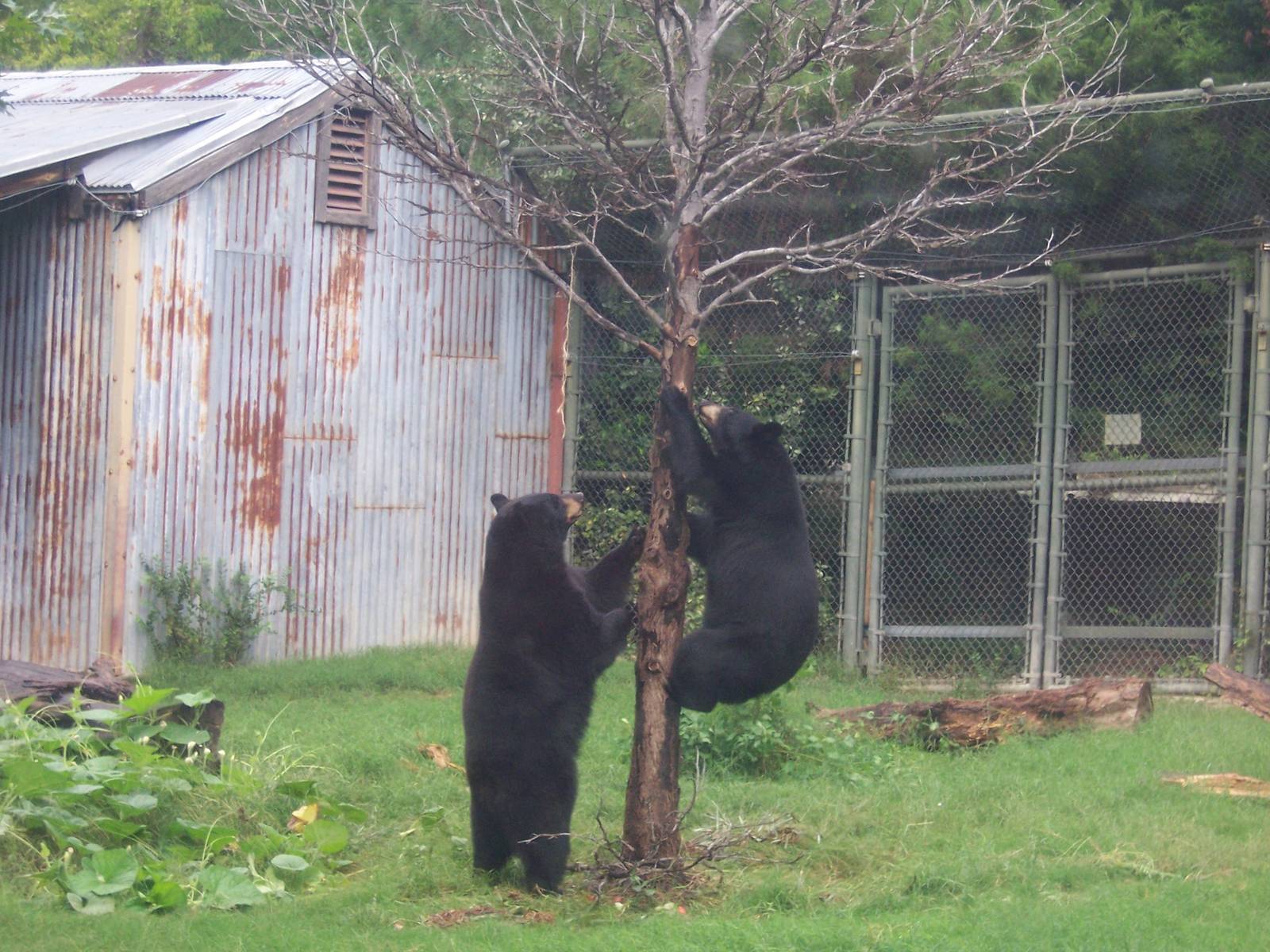 Black Bears