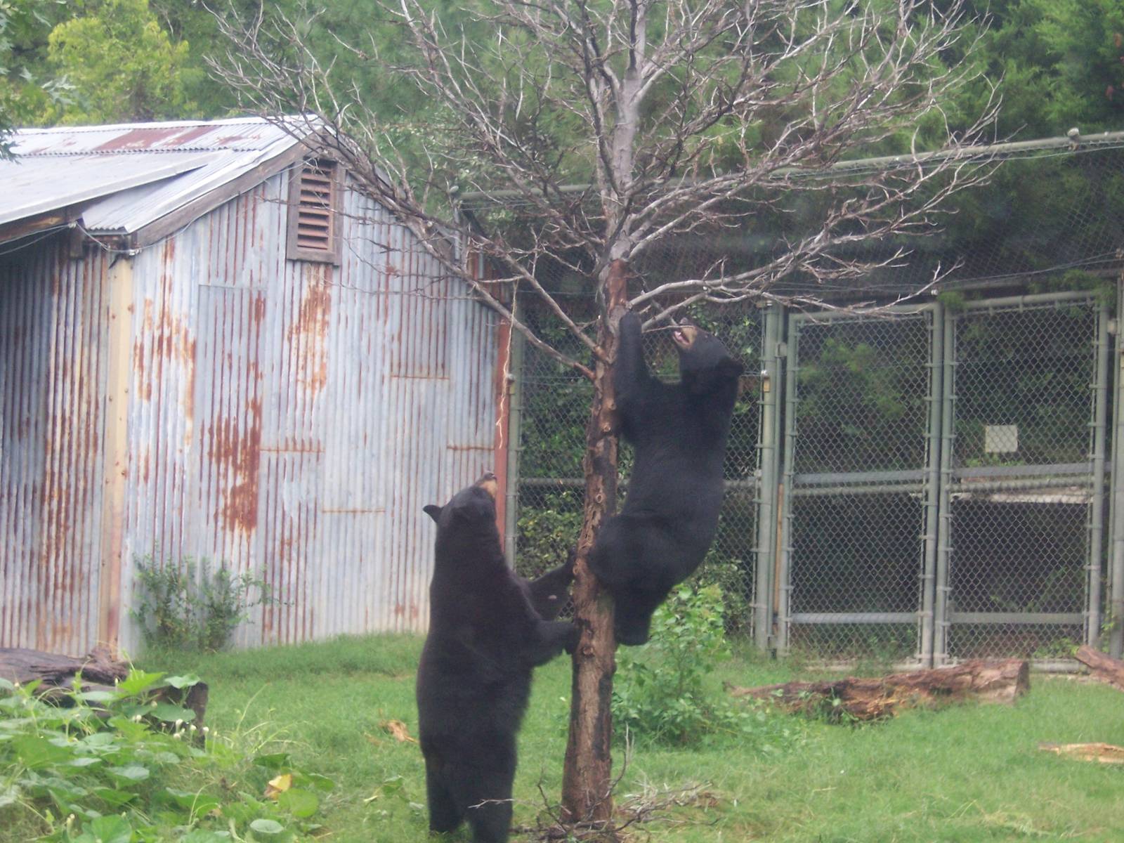 Black Bears