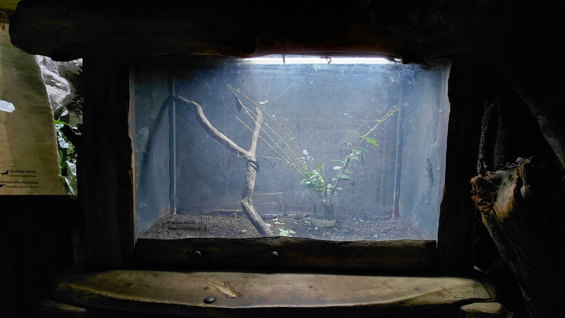 Black beauty stick insect exhibit