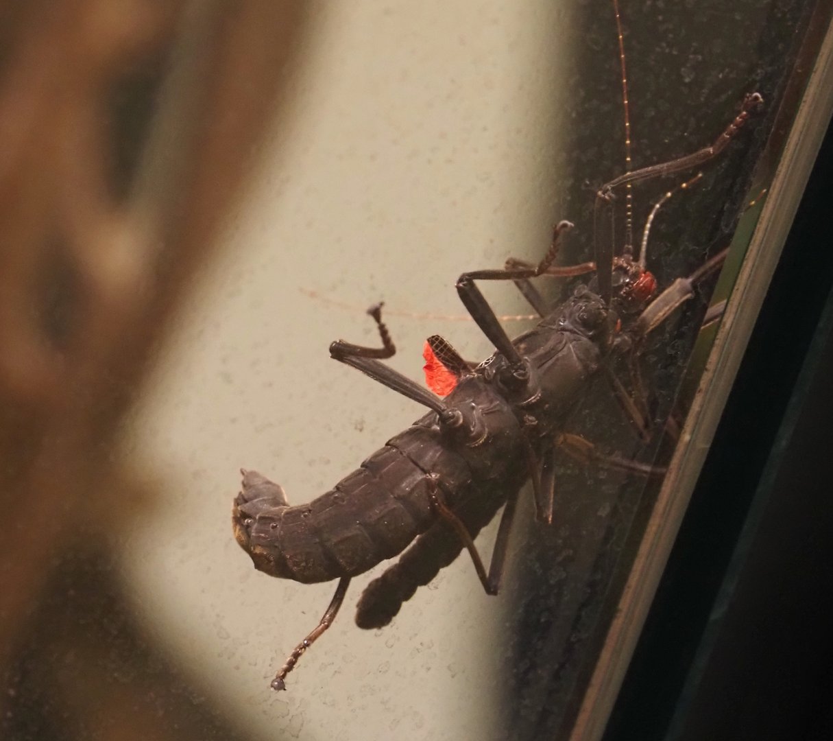 Black beauty stick insect (Peruphasma schultei), 2024-03-09