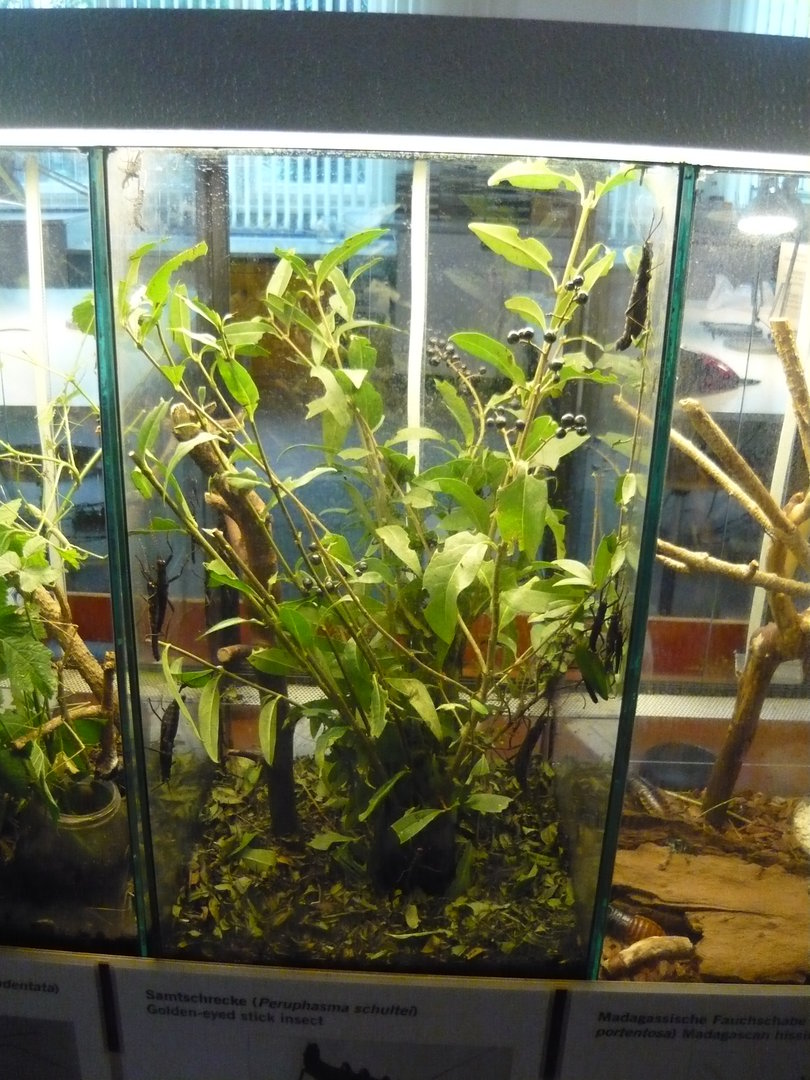 Black beauty stick insect (Peruphasma schultei) enclosure