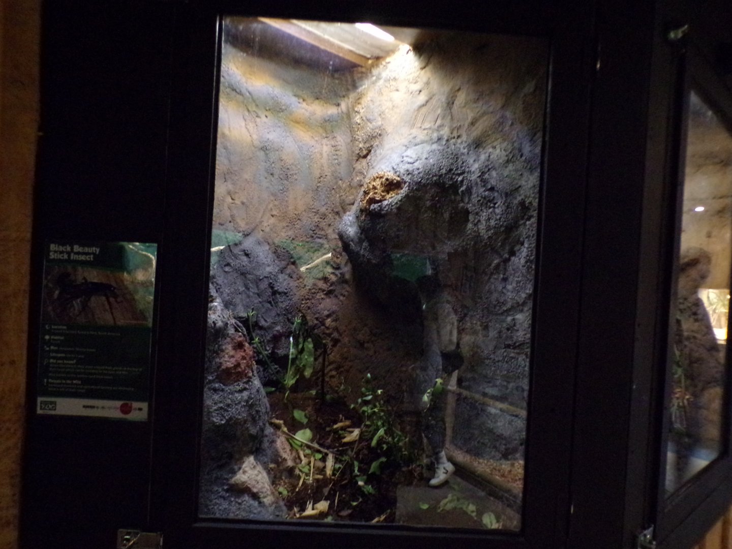 Black beauty stick insect terrarium 14.10.23
