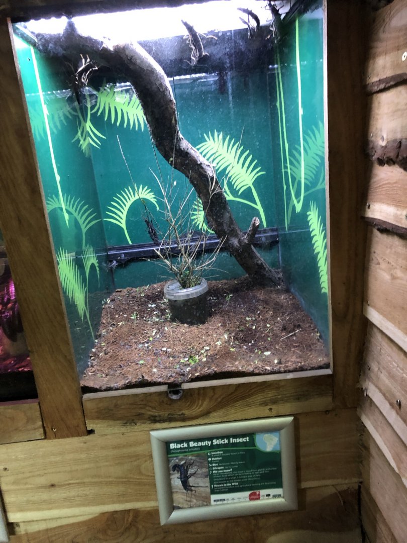 Black Beauty Stick Insect Vivarium at Northumberland Country Zoo (September 2021)