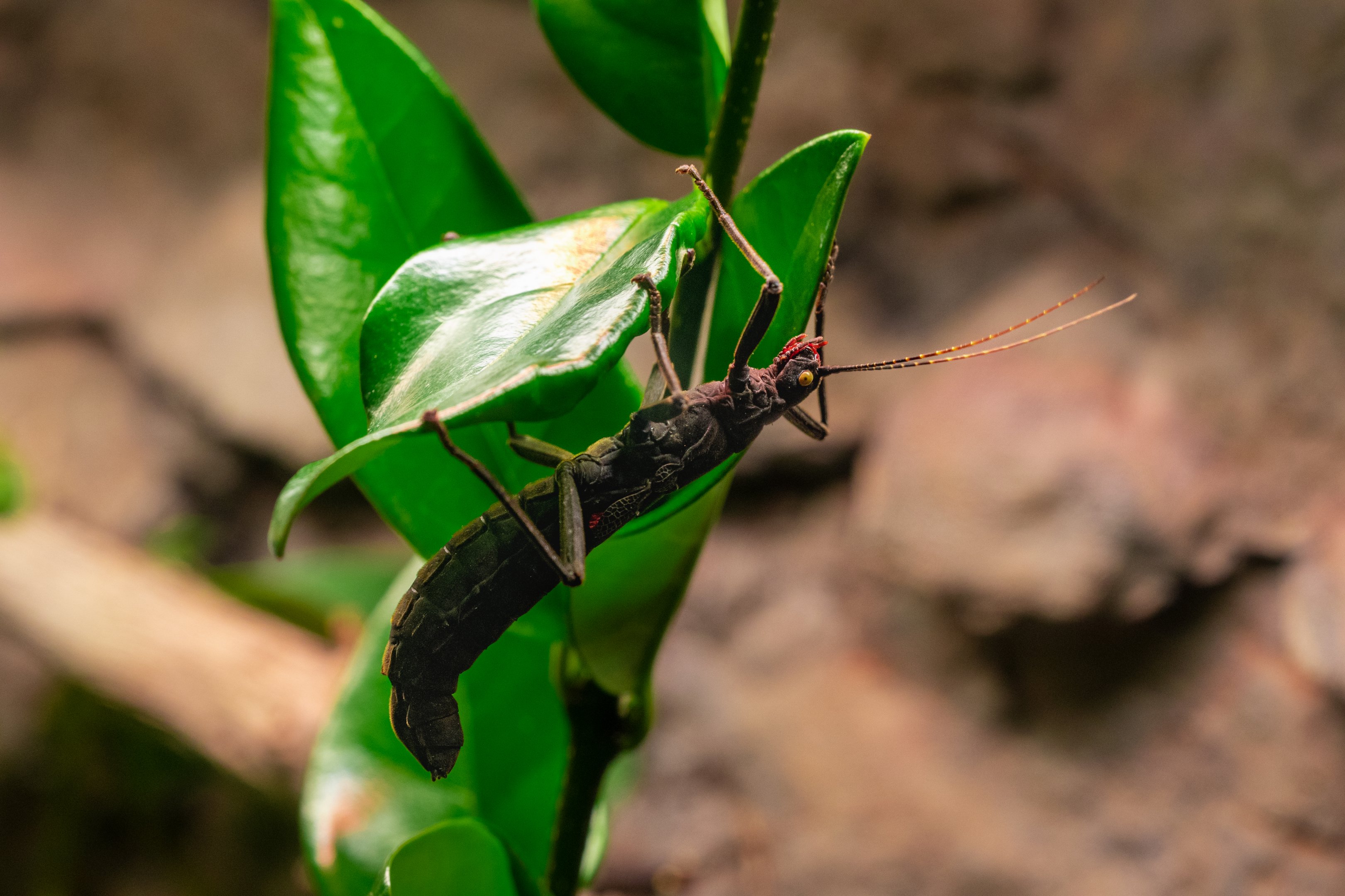 Black Beauty Stick Insect