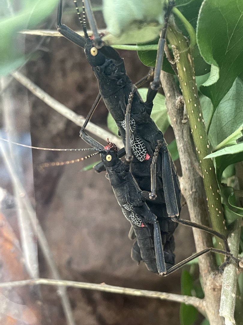 Black Beauty Stick Insect