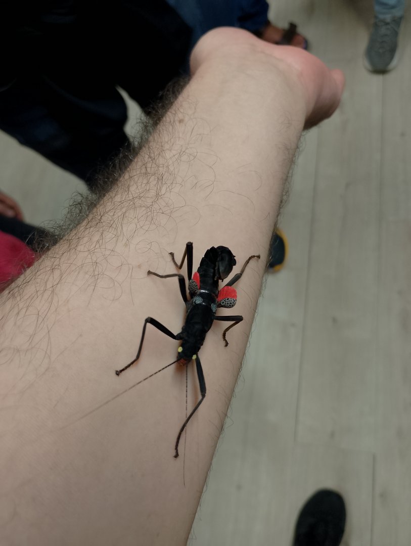 Black beauty stick insect