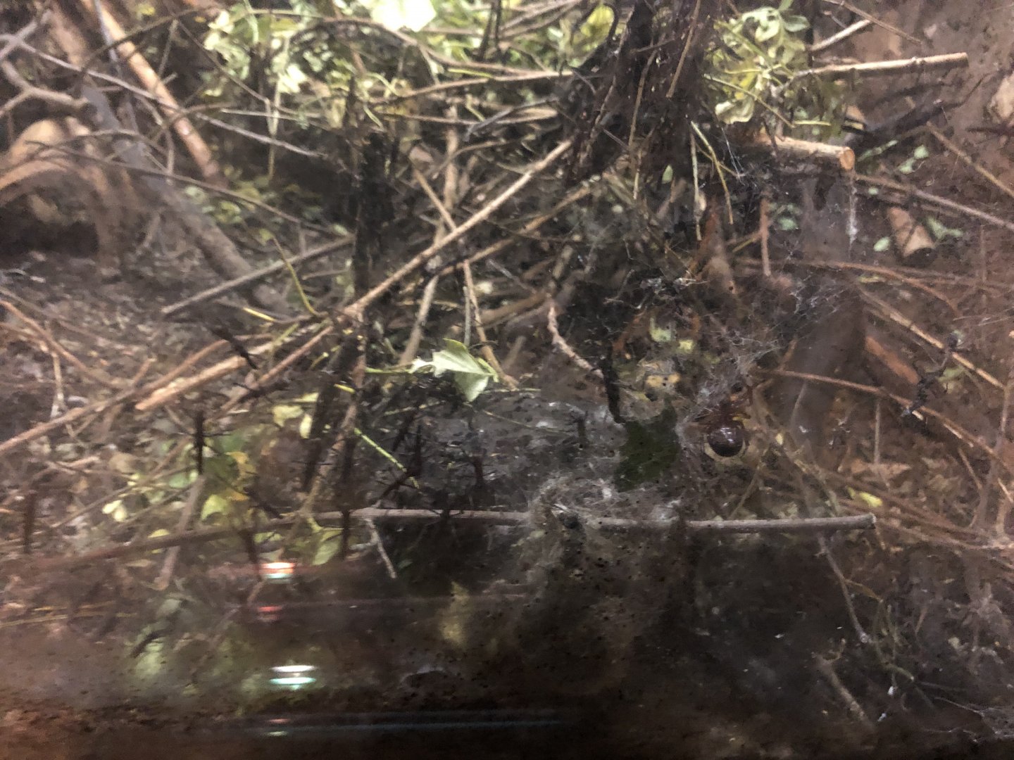 Black beauty walking stick exhibit