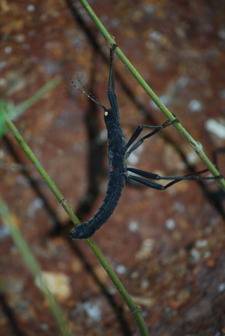 Black Beauty Walking Stick