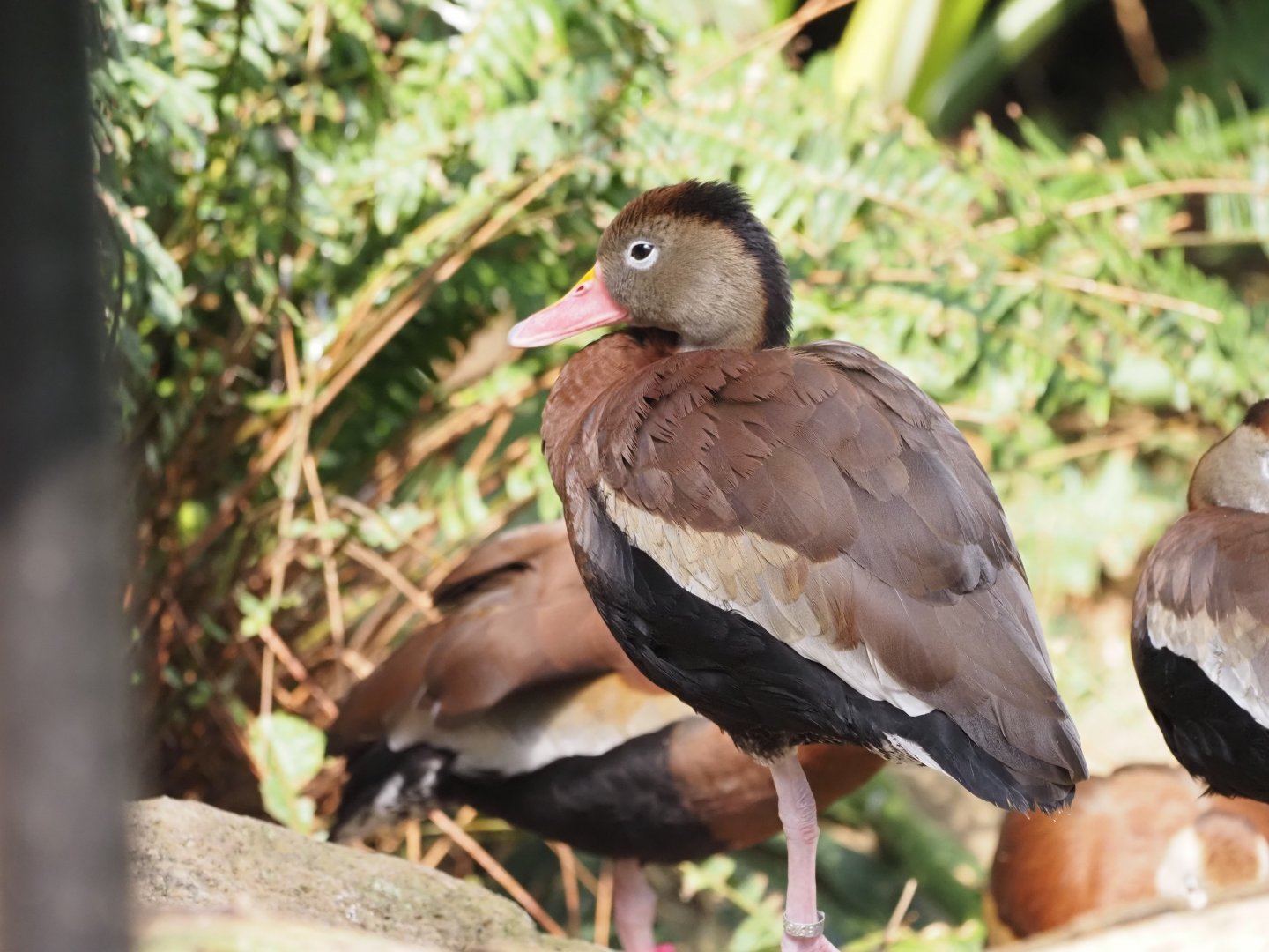 Black-Belled Whistling Duck