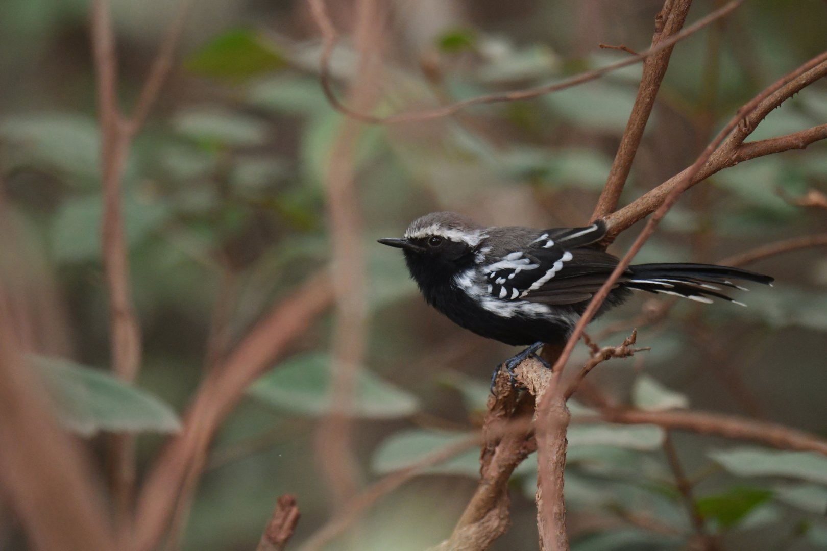 Black-bellied Antwren Formicivora melanogaster