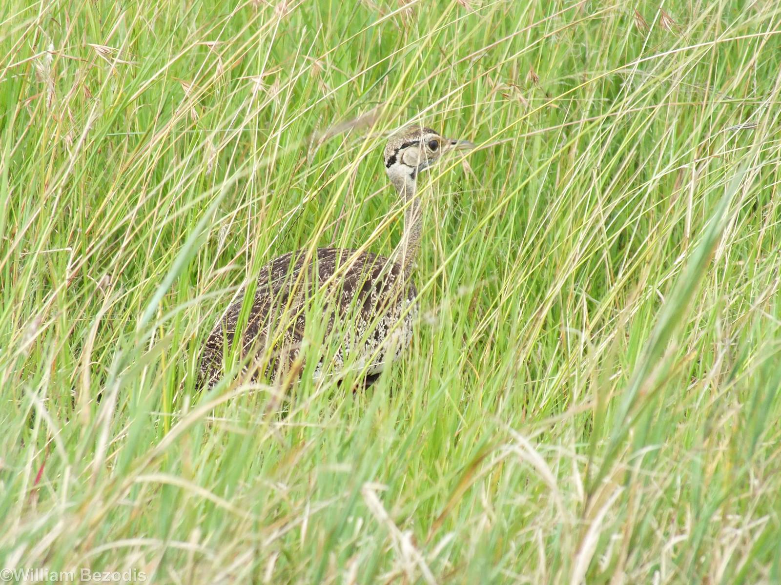 Black-bellied Bustard - Maasai Mara