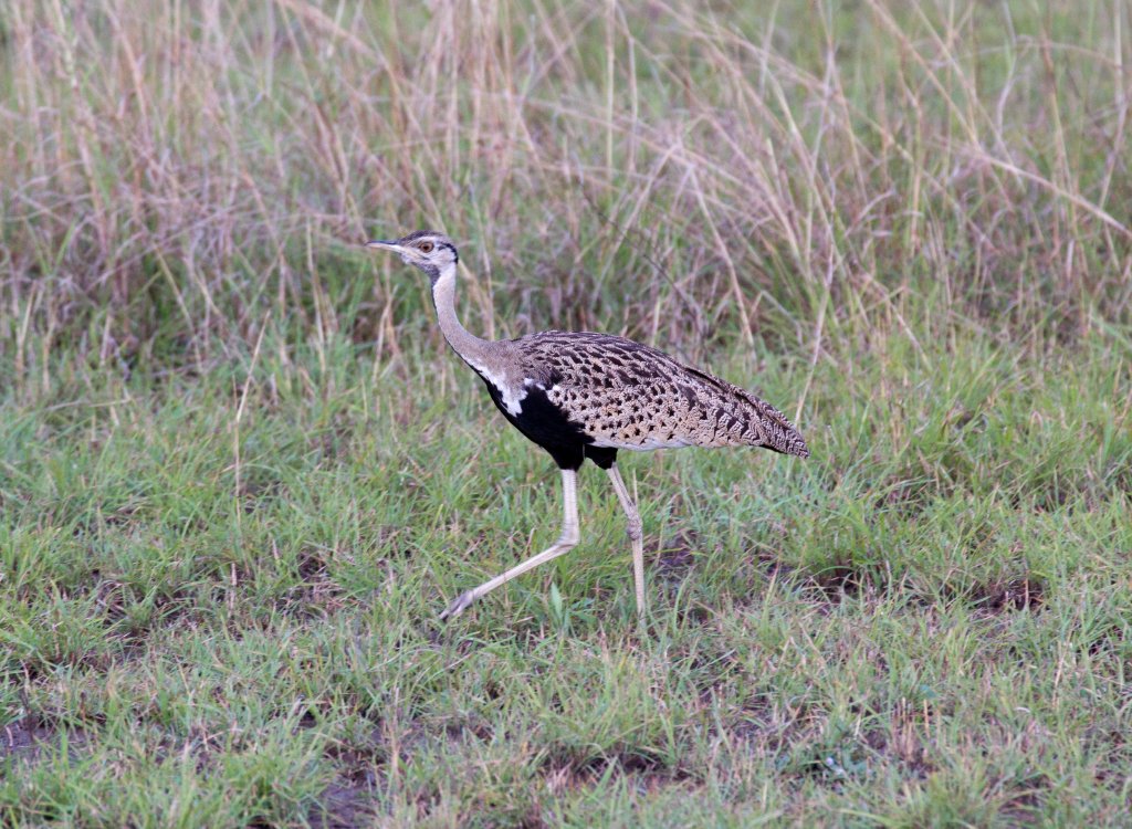 Black-bellied Bustard