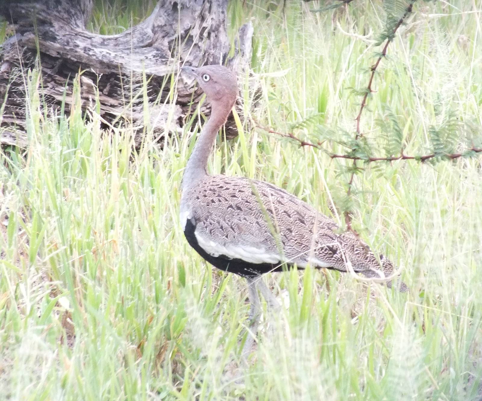 Black-bellied Bustard