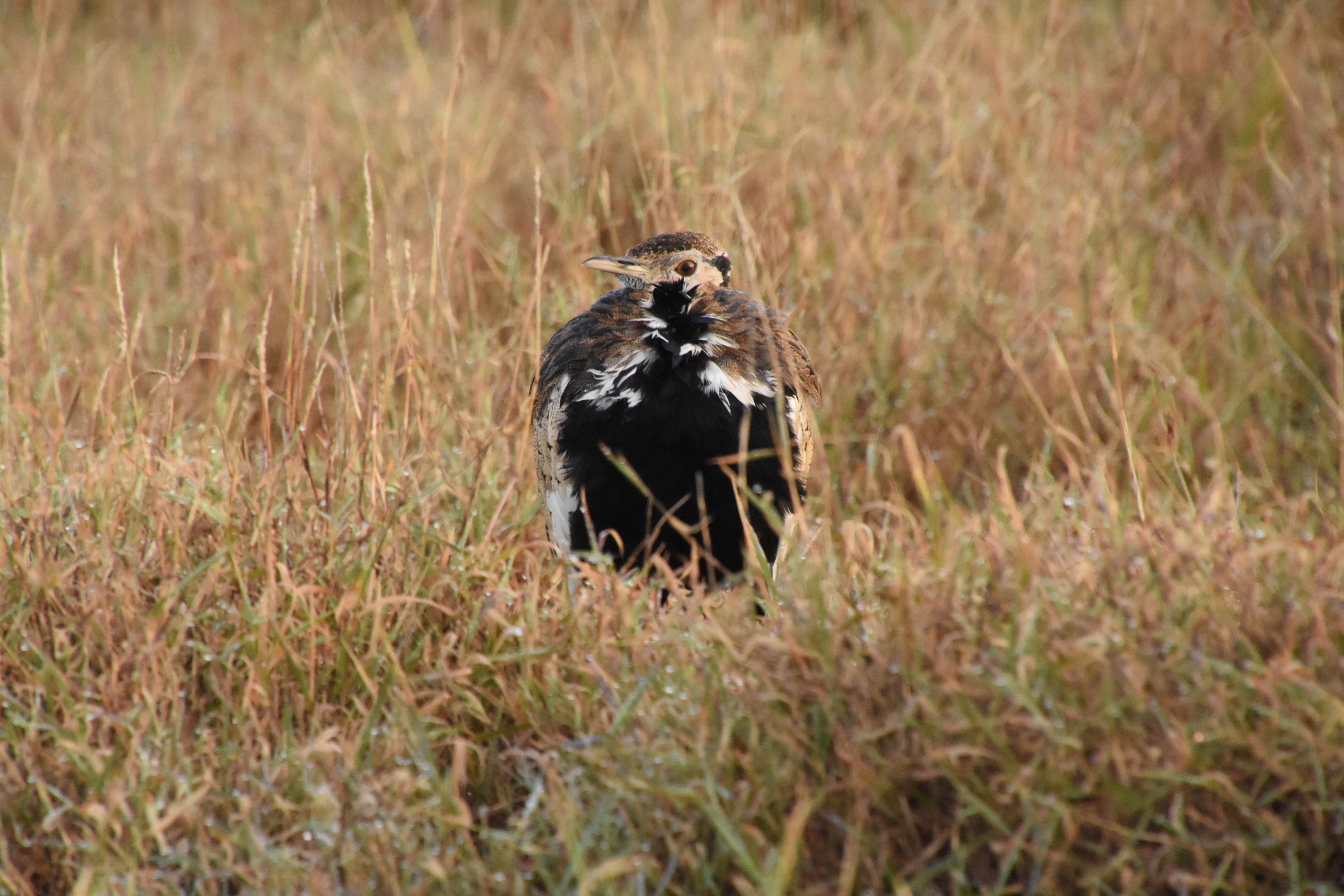 Black-bellied bustard