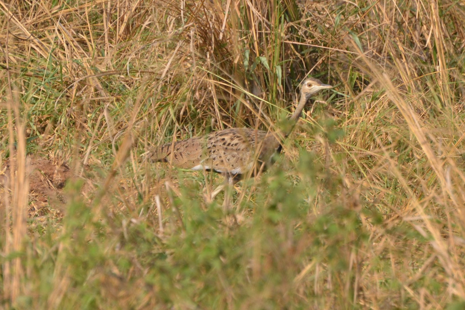 Black-bellied Bustard