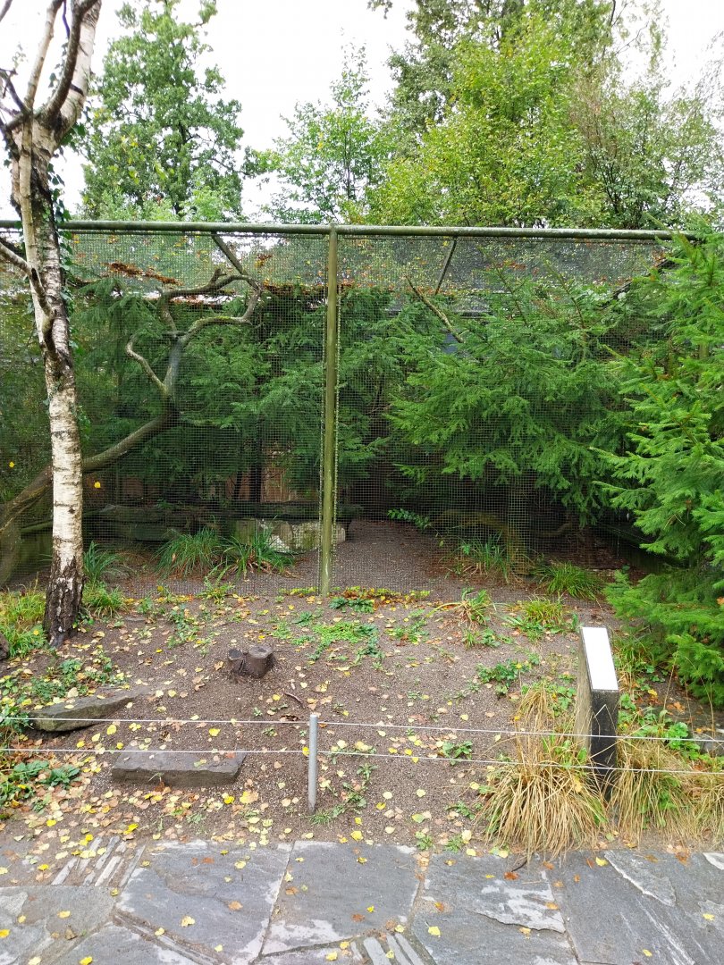 Black-bellied capercaillie aviary