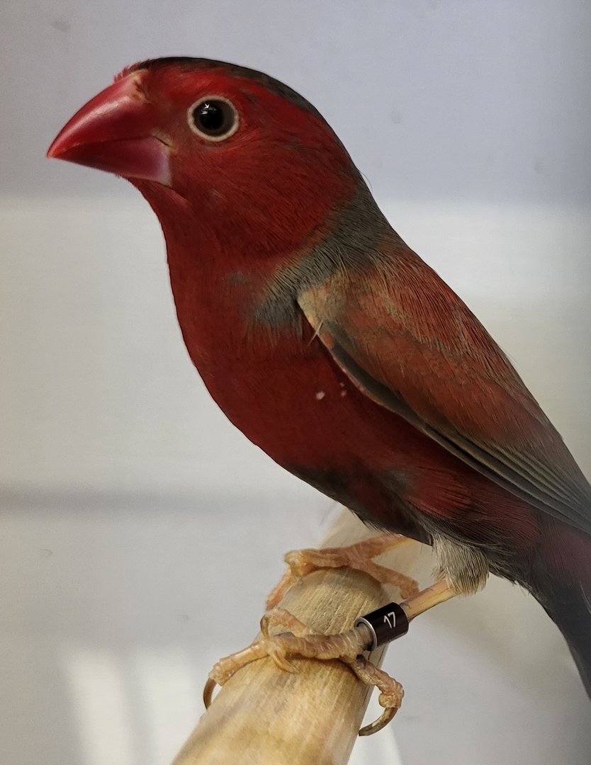 Black-bellied cromson-finch