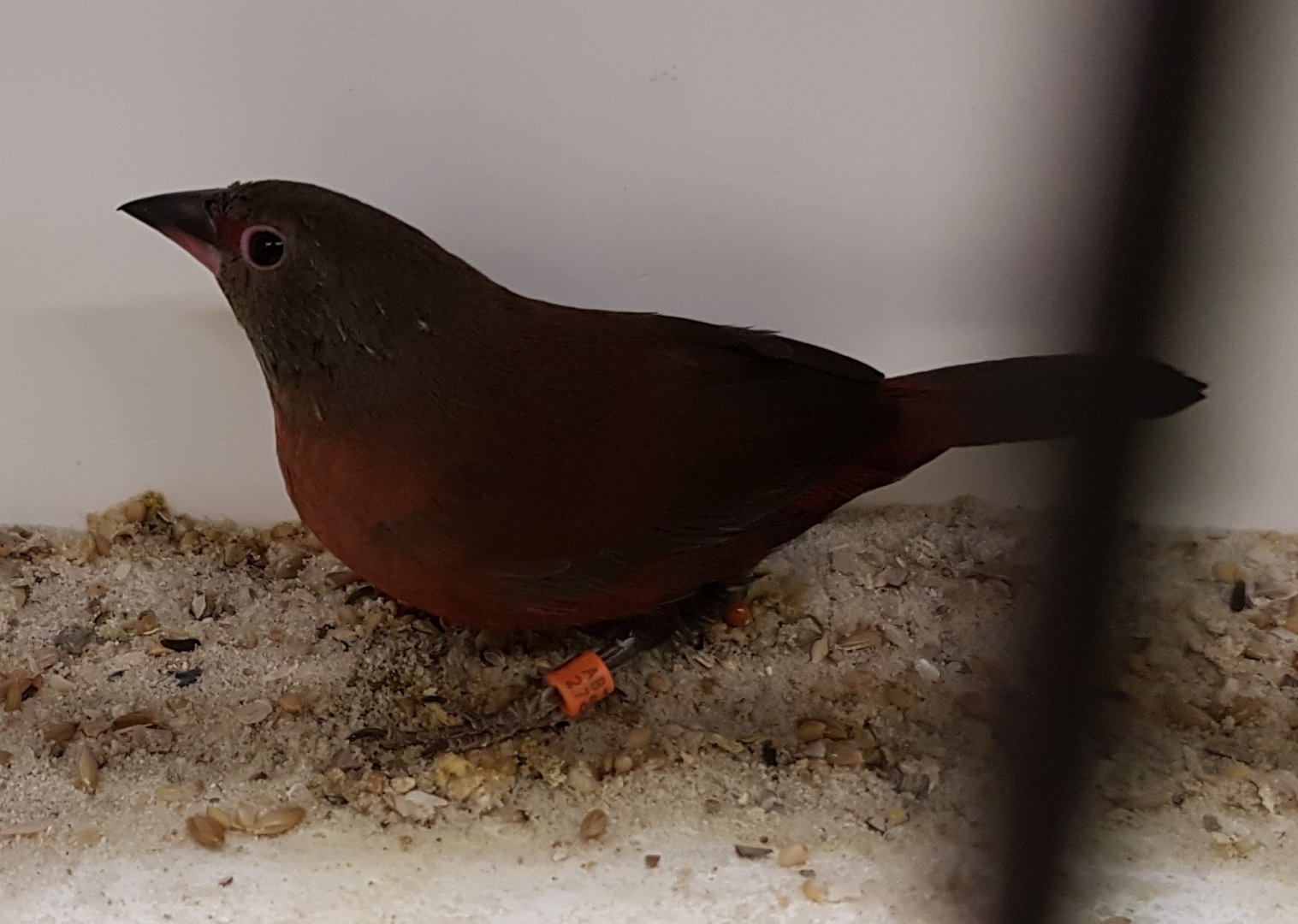 Black-bellied firefinch