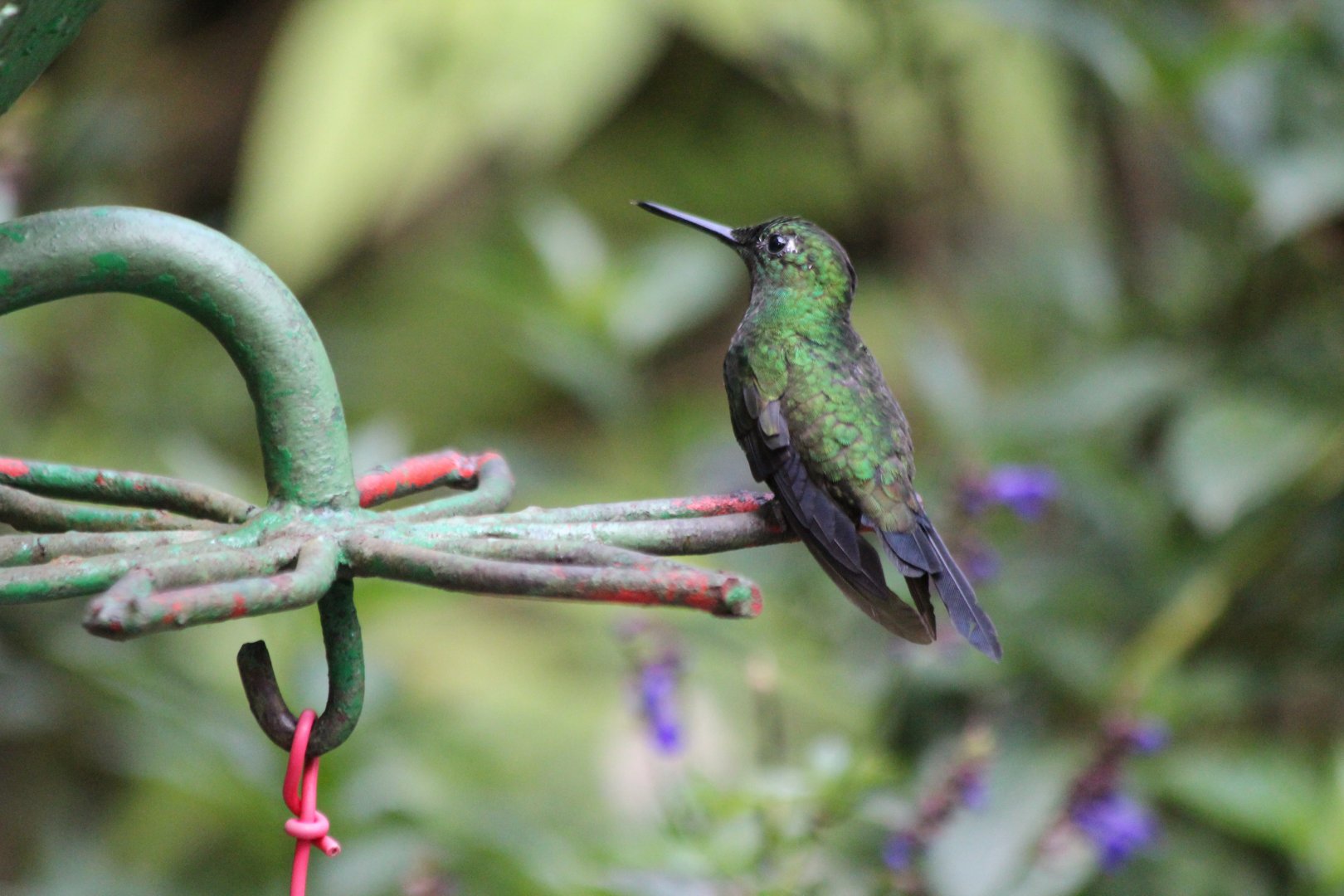 Black-bellied Hummingbird - Mar 2019