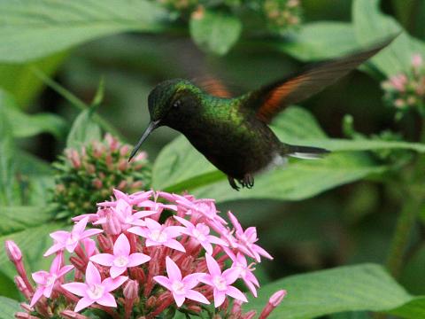 Black-bellied Hummingbird