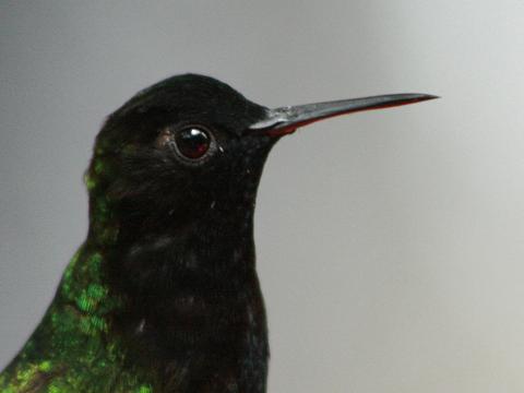 Black-bellied Hummingbird