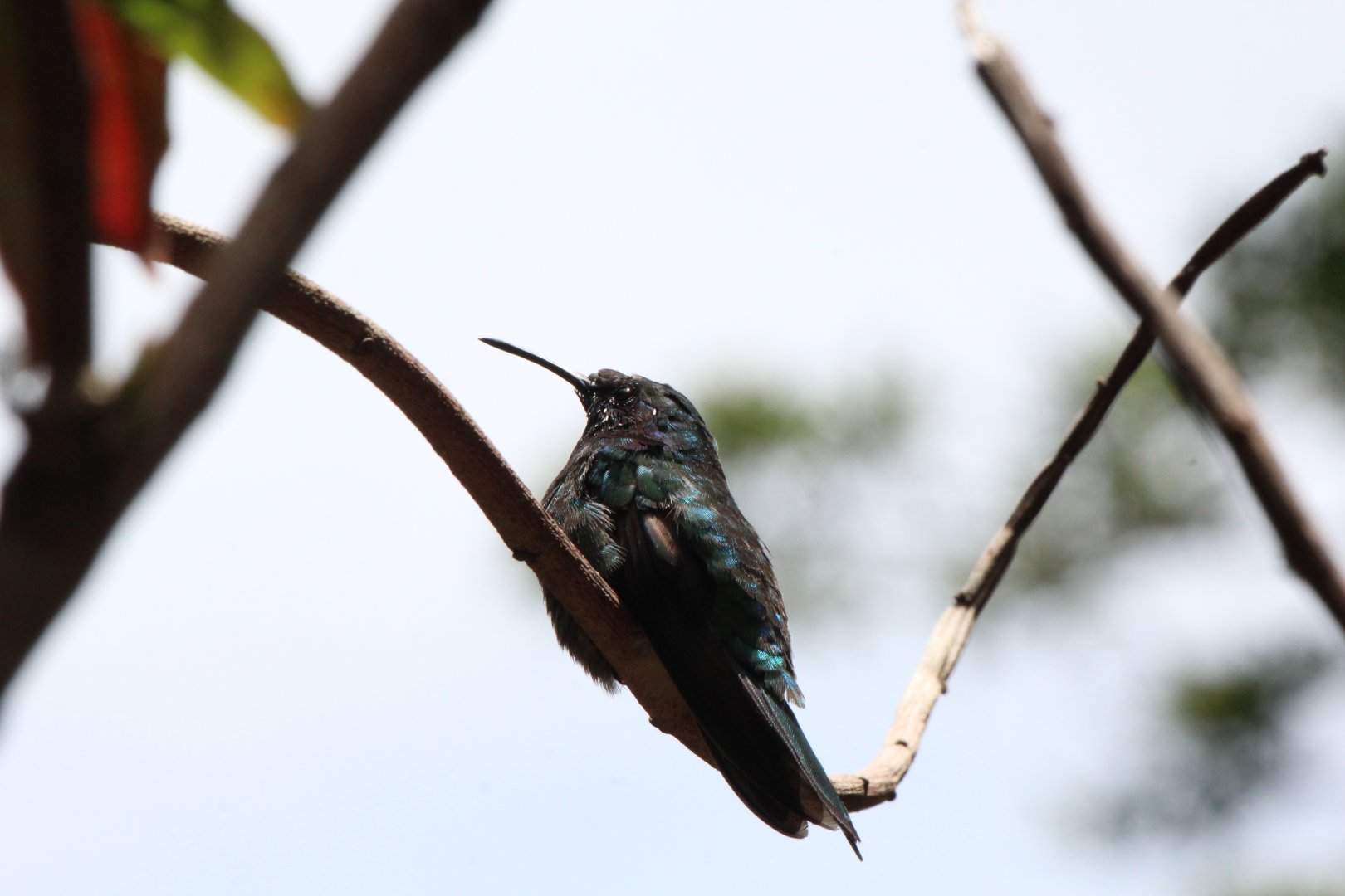 Black-bellied Hummingbird (?)