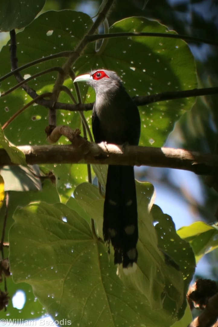 Black-bellied Malkoha - Taman Negara