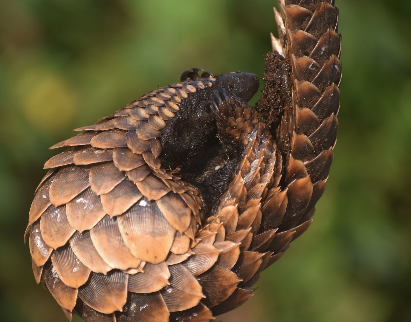 Black-bellied pangolin - (Nsuta forest)