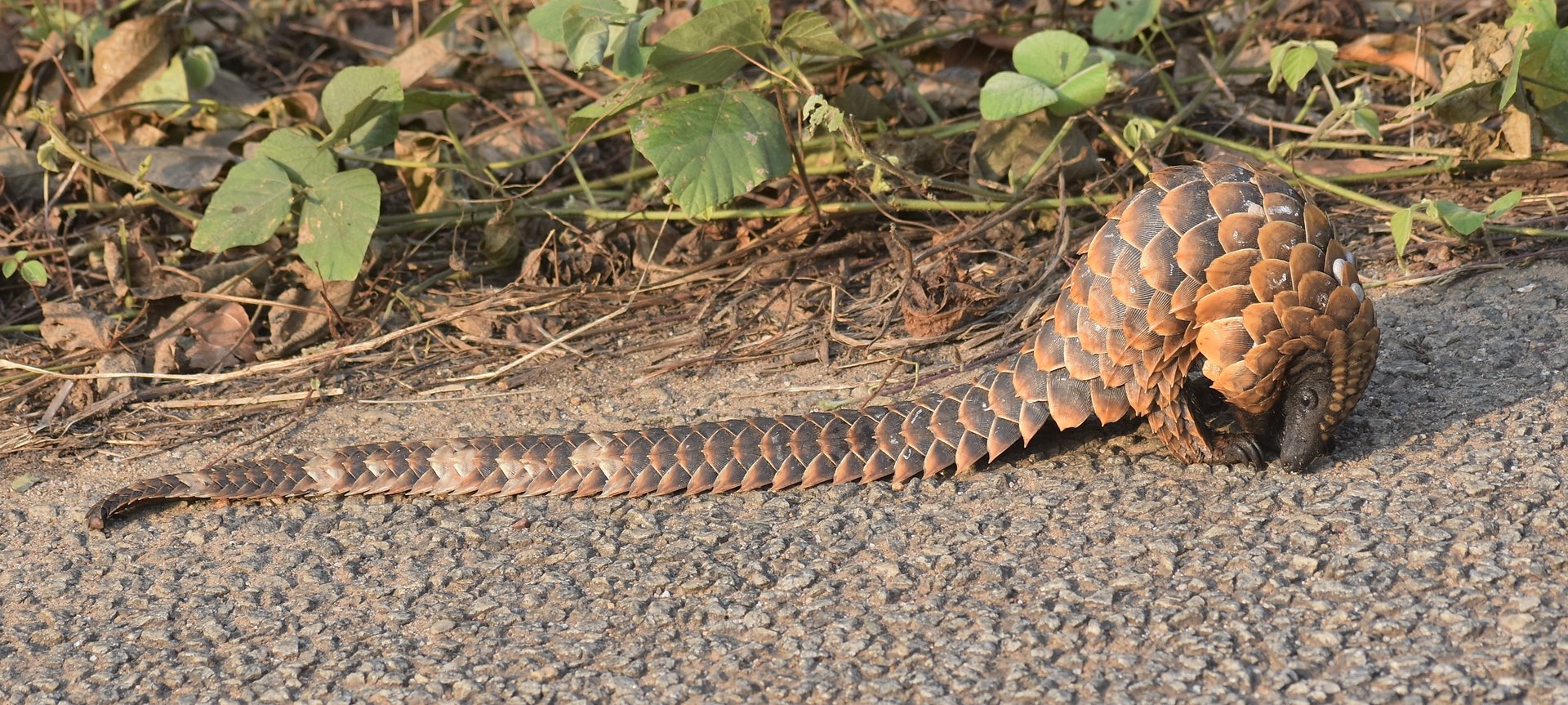 Black-bellied pangolin - (Nsuta forest)