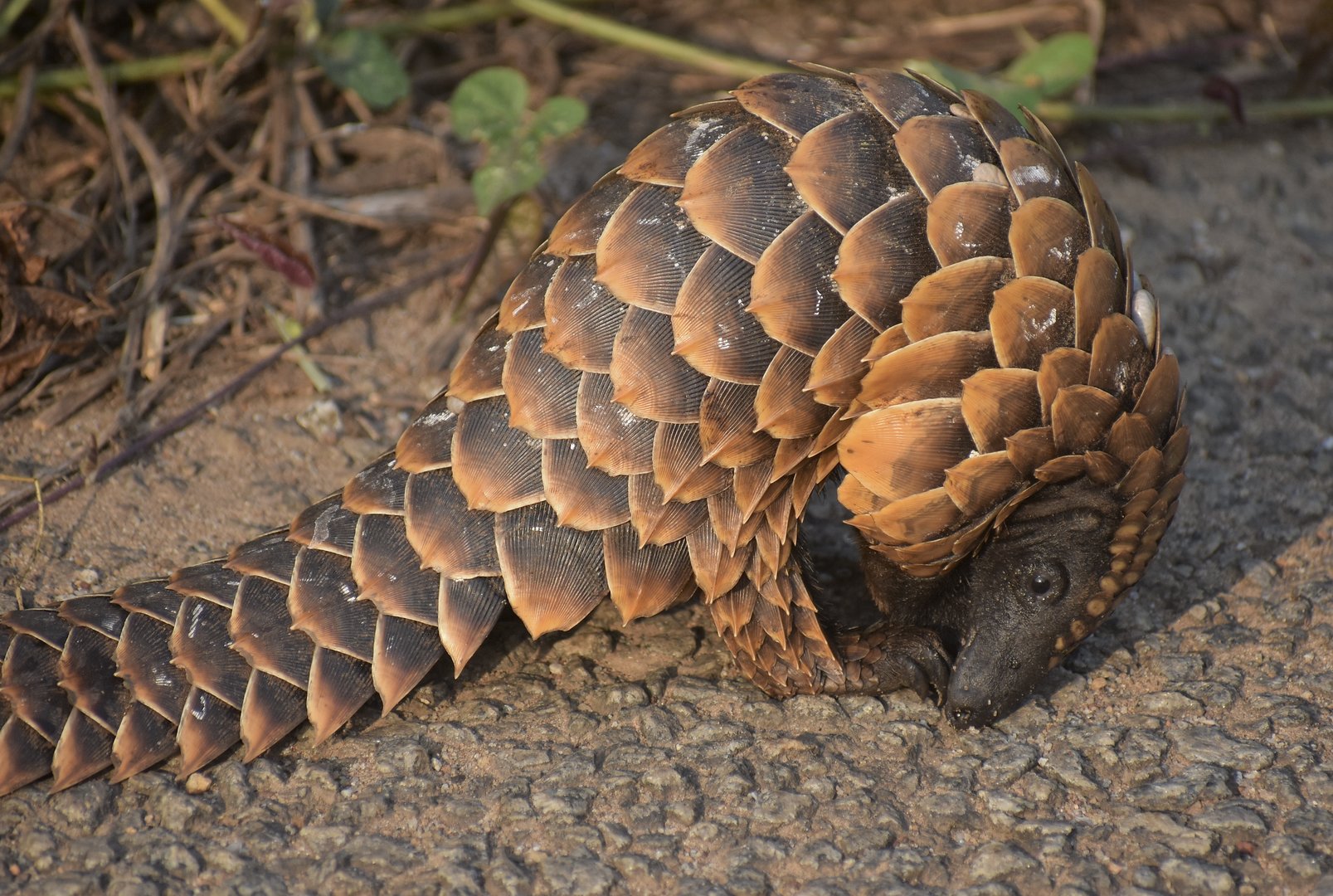 Black-bellied pangolin - (Nsuta forest)